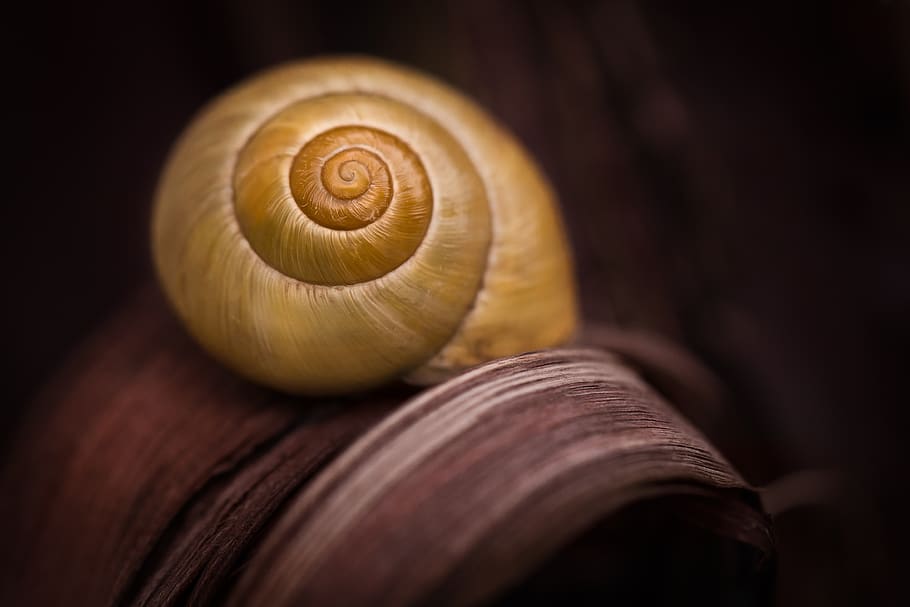 snail, shell, yellow, grapevine, animal, nature, snail shell HD wallpaper