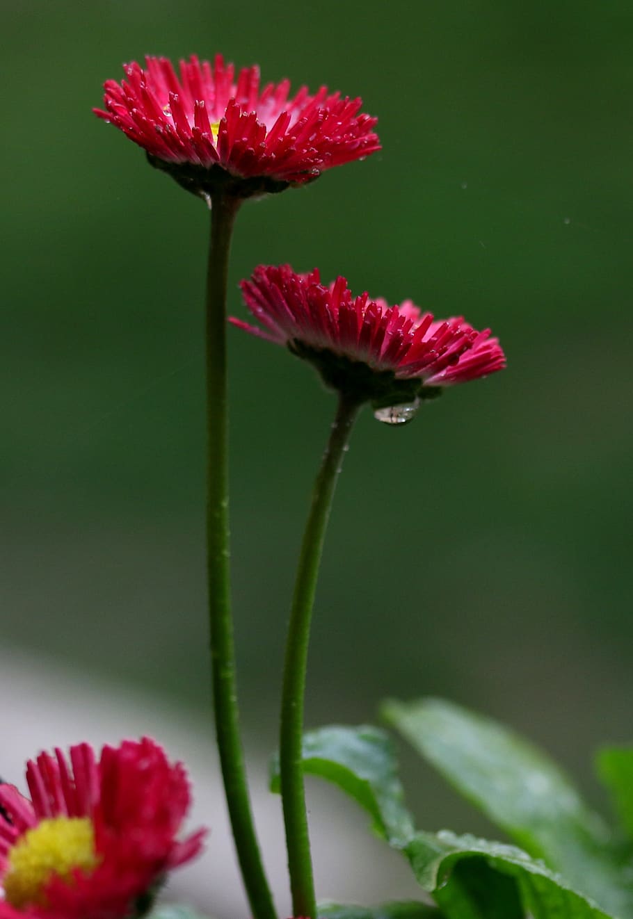 flower, red, spring, coloring, supplies, petals, flowering plant HD wallpaper