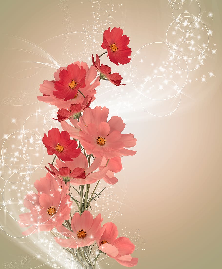 flower, background, postcard, beauty, blooming, kosmeja, bright HD wallpaper