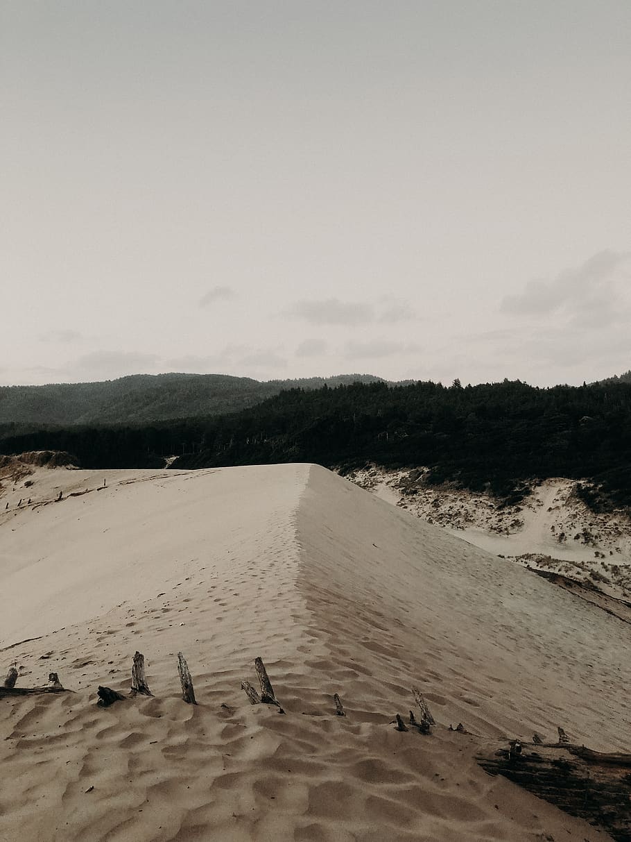 sand, beach, background, trees, oregon, pnw, hill, ocean, pacific HD wallpaper