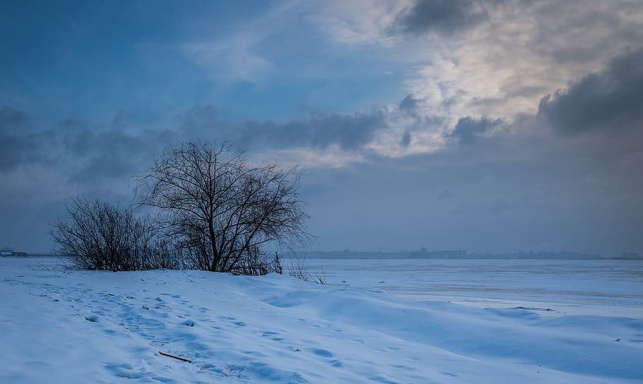 winter, snow, nature, coldly, ice, tree, bay, cold temperature HD wallpaper