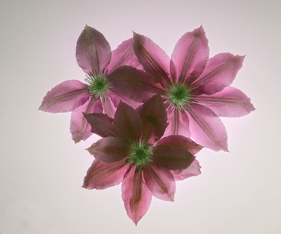 united states, rotterdam, flower, flowering plant, vulnerability HD wallpaper