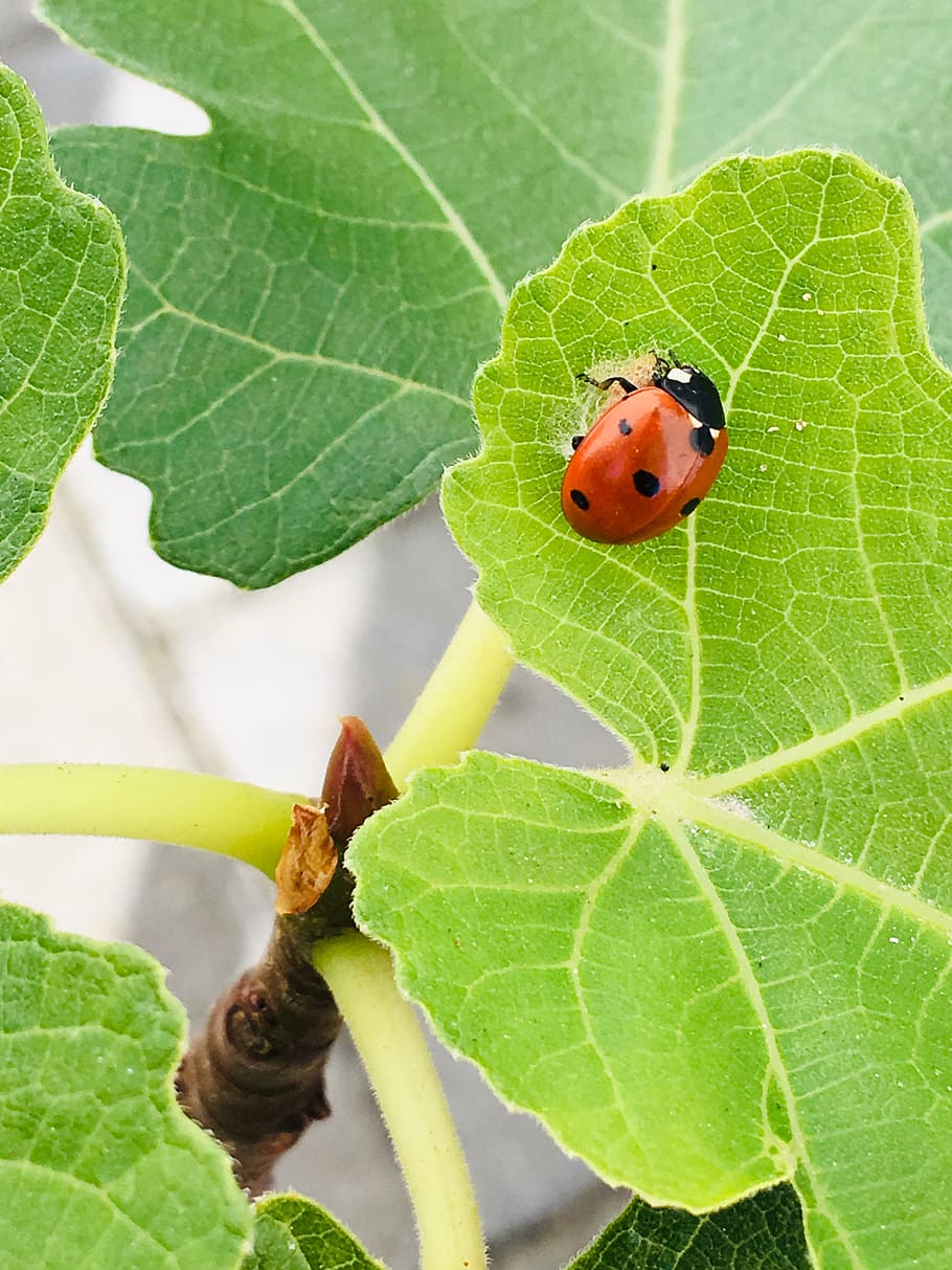 flower, red, nature, leaf, plant part, green color, beetle HD wallpaper