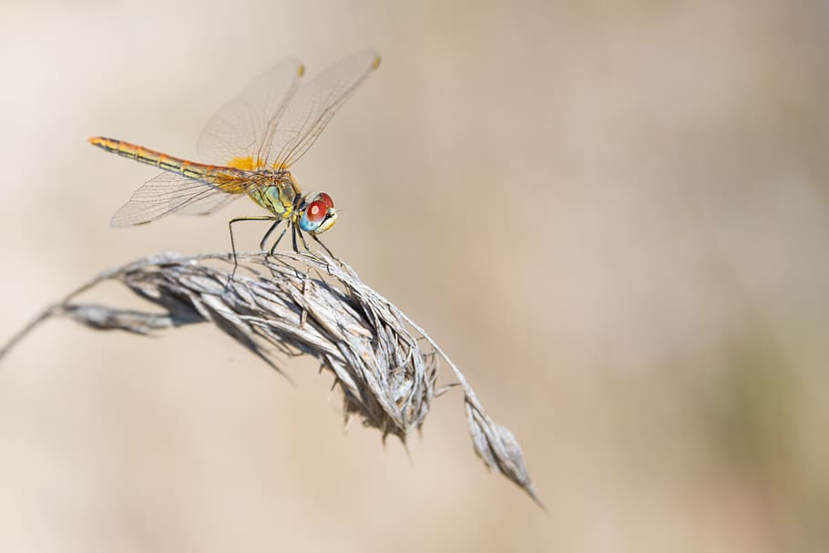 dragonfly, dry, grass, summer, insect, nature, animal, wings HD wallpaper