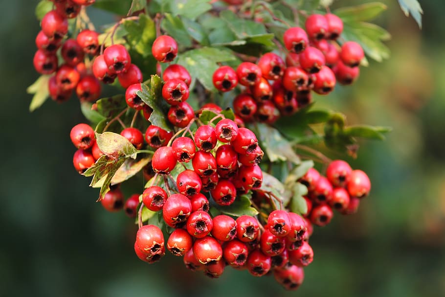 hawthorn, crataegus, red, berries, fruits, bush, leaves, rosaceae