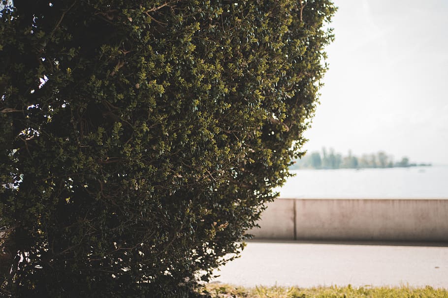 Green Leaf Plant at Daytime, beach, bush, concrete, dawn, daylight HD wallpaper
