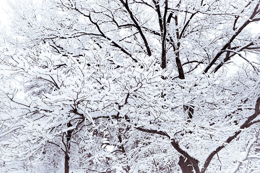 snow covered bare tree, nature, outdoors, storm, blizzard, winter HD wallpaper