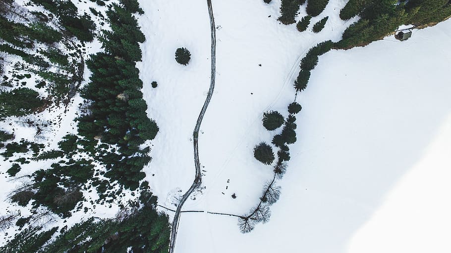 top view, plants, trees, pine, aerial, snow, ice, frozen, forest HD wallpaper