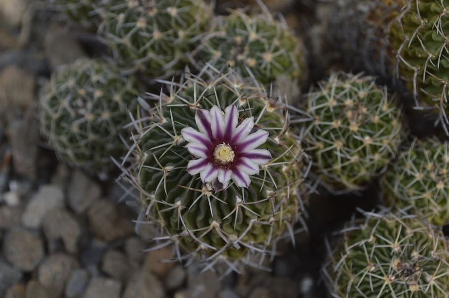 flower, cactus, desert, plant, beauty in nature, flowering plant HD wallpaper