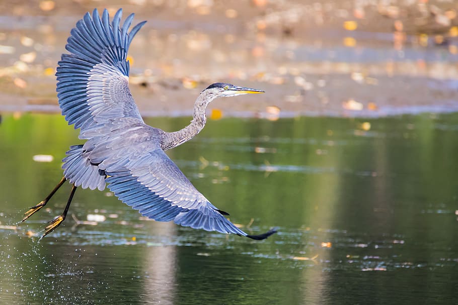 heron, bird, feathers, flying, flight, waterbird, nature, wildlife HD wallpaper