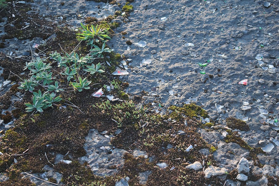 ground, plants, glass, high angle view, nature, growth, leaf HD wallpaper