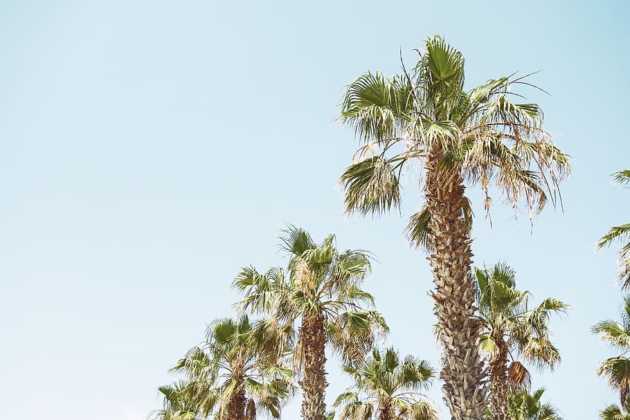 palm tree under clear sky during daytime, plant, growth, low angle view HD wallpaper