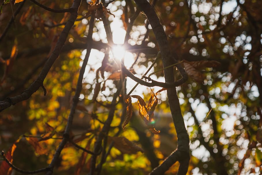 romania, bucharest, forst, fall, tree, folk, bokeh, old, circles HD wallpaper