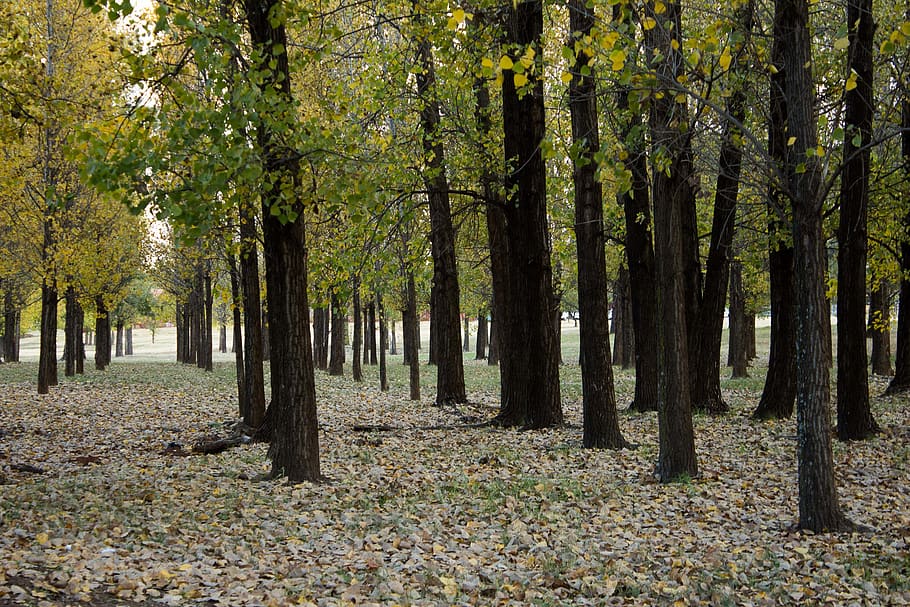 forest, autumn, trees, leaves, plant, land, growth, tranquility HD wallpaper