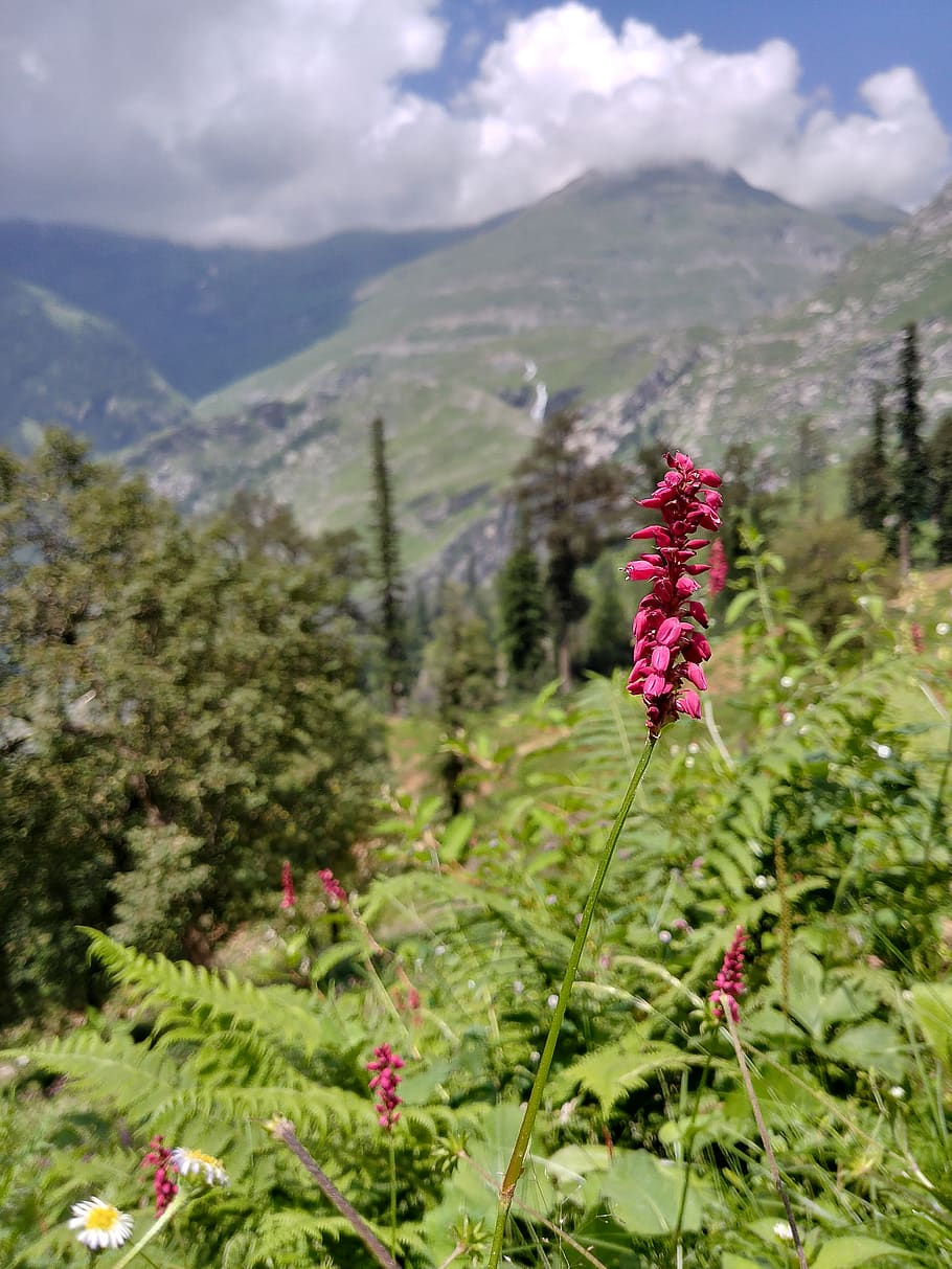 india, manali, pink, green, flower, camping, mountains, forest, HD wallpaper