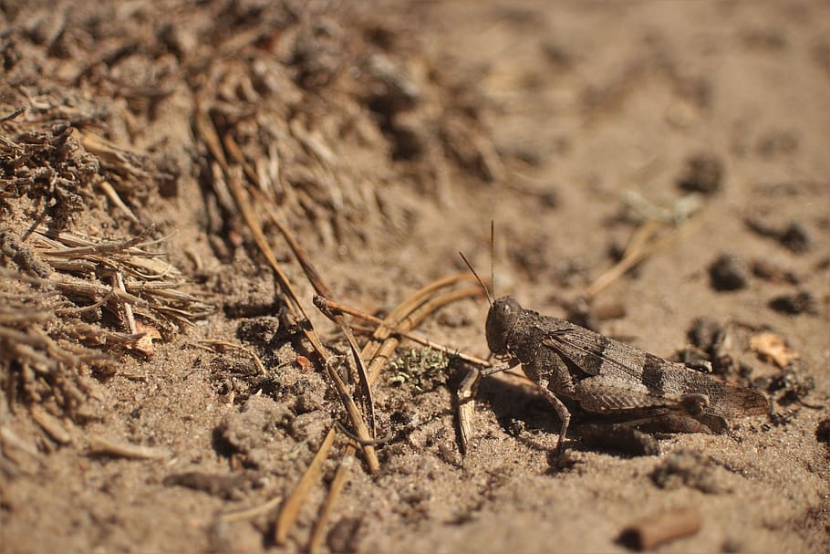 cricket, beach, forest, nature, sand, animal themes, animal wildlife, HD wallpaper