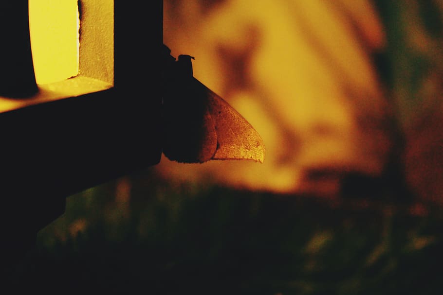 focus on foreground, close-up, no people, nature, selective focus HD wallpaper