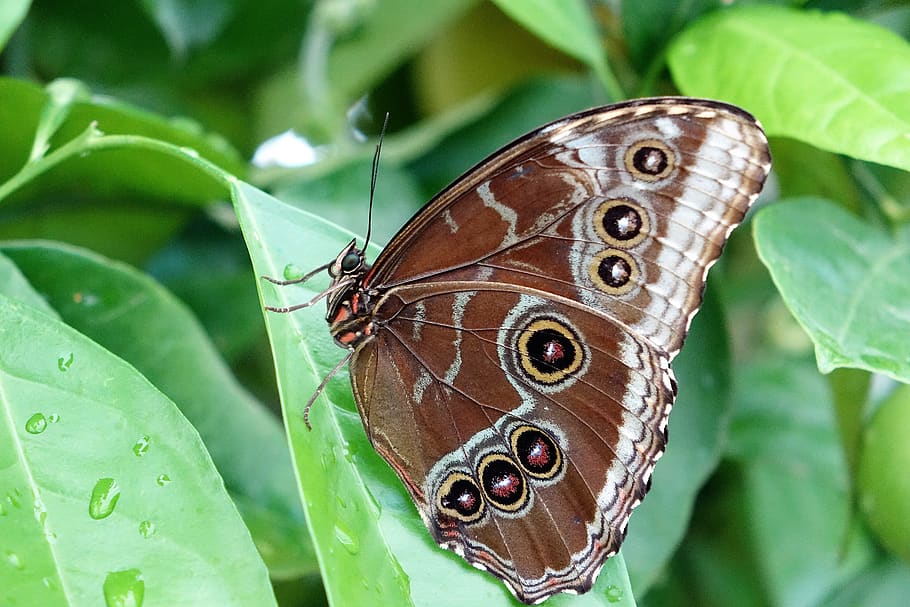 butterfly, insect, nature, wing, animal, butterflies, edelfalter HD wallpaper