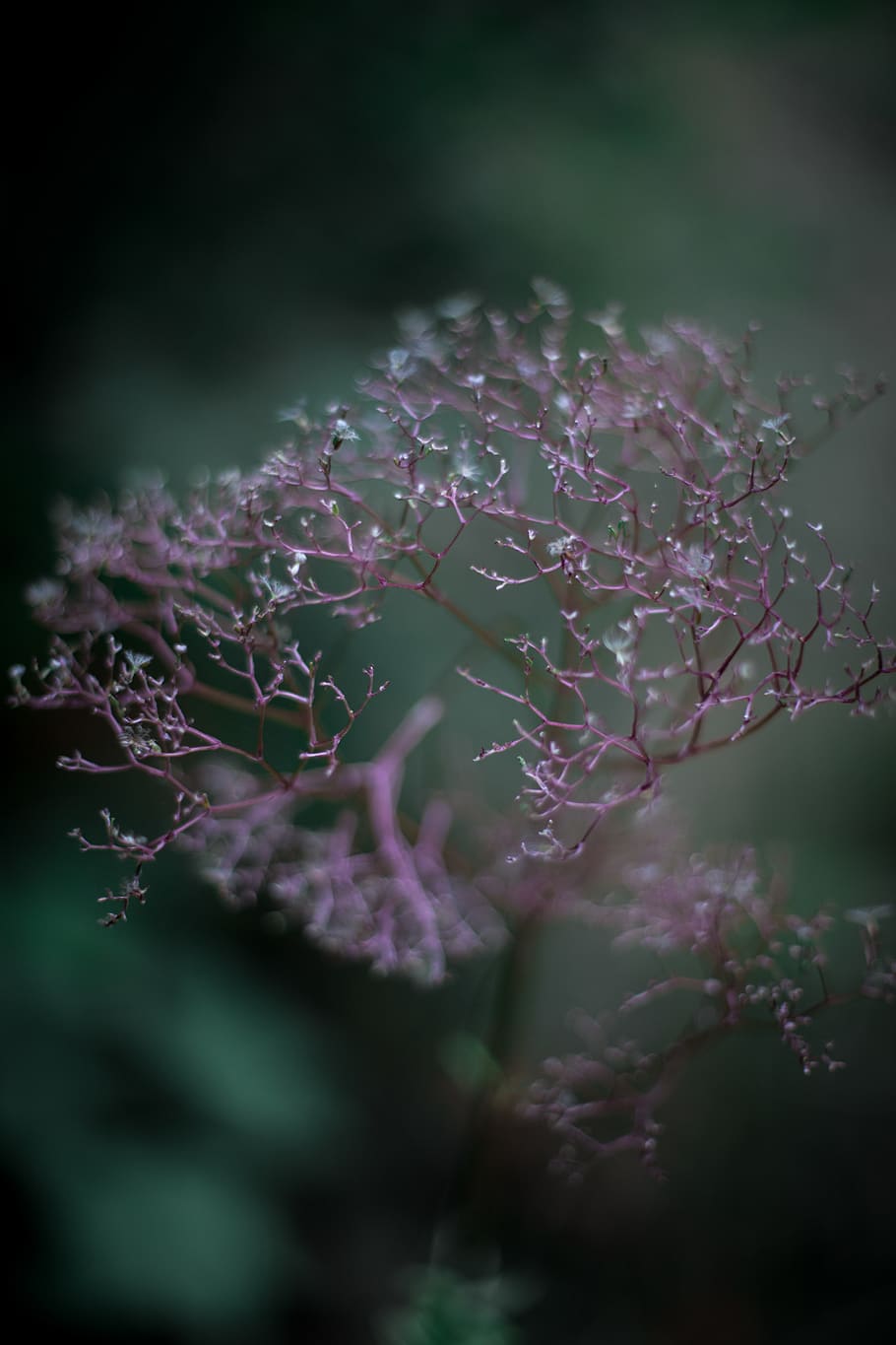 united states, duluth, plant, beauty in nature, growth, selective focus HD wallpaper