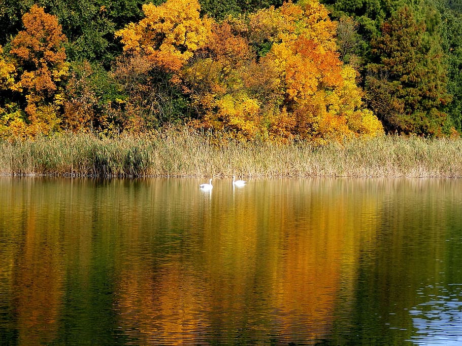 river, water, flow, lake, duck, bird, white, nature, forest HD wallpaper