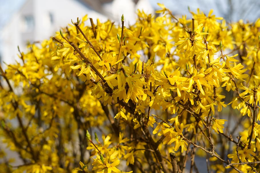 spring, flower, plant, easter, warm, summer, blossom, bloom HD wallpaper