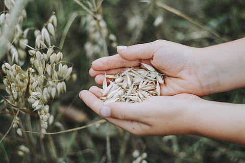 person holding seeds, germany, marloffstein, atzelsberg, dill HD wallpaper