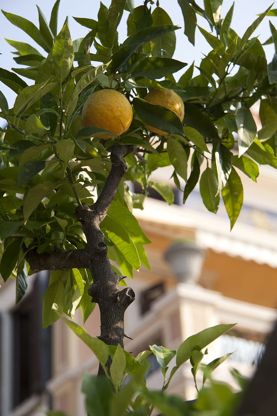 tree, lemon, fruit, food, citrus, ripe, plant, growth, leaf HD wallpaper