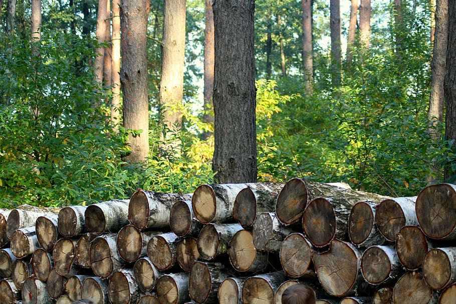 tree, forest, cut down a tree, birch, forests, in the fall HD wallpaper