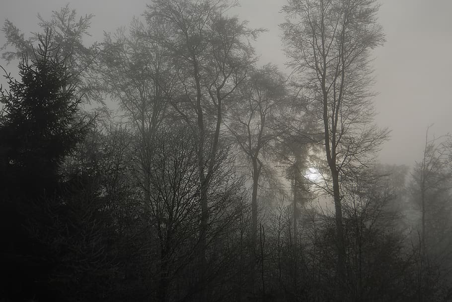 mist, forest, tree, plant, beauty in nature, tranquility, no people HD wallpaper