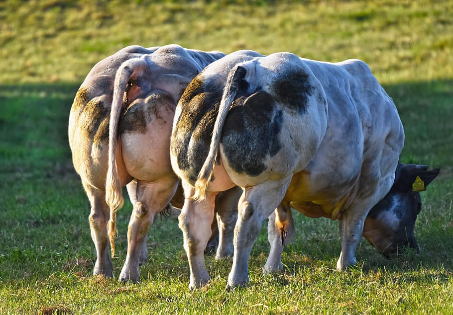 bull, cattle, mammal, animal, livestock, belgian blue, breeding, HD wallpaper