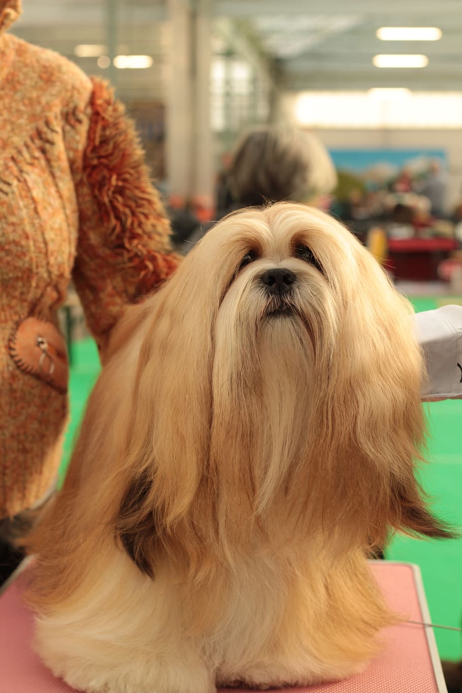 dogshow, lhasa apso, pet, remote access, dog breed, her, portrait, HD wallpaper