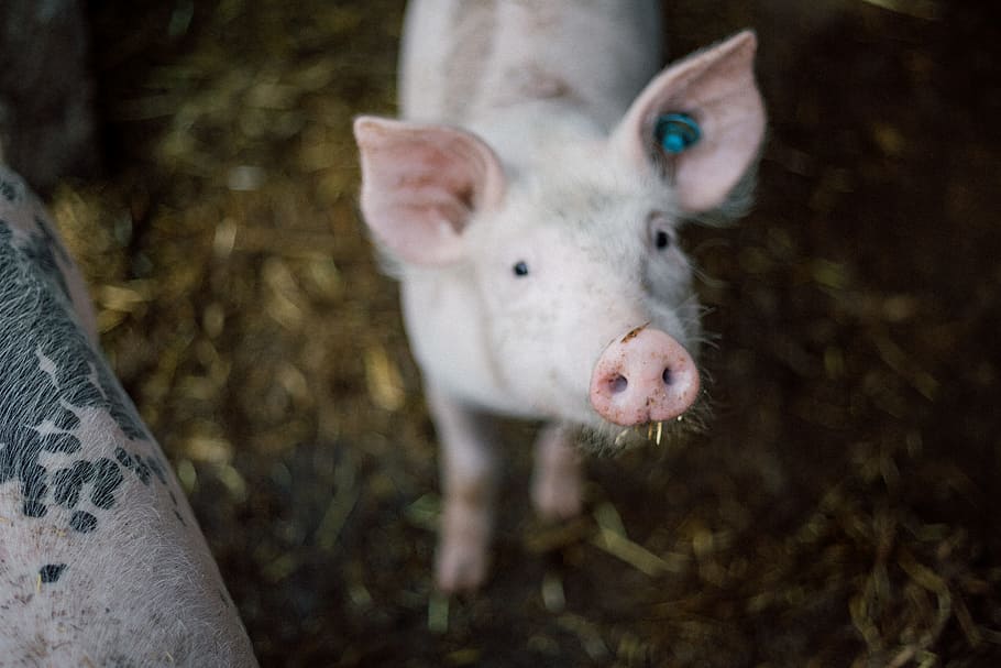 selective focus photography of white pig, snout, nose, ear, face HD wallpaper