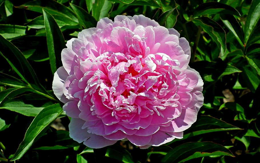 peony, flower, pink, spring, romantic, garden, lush, the petals HD wallpaper