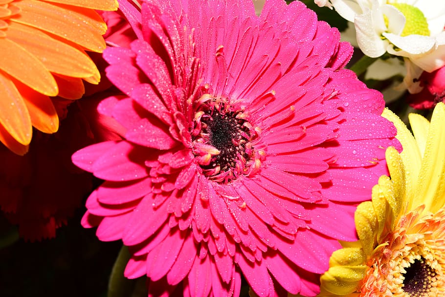 gerbera, flower, rosa, flowers, flora, botany, flowering plant HD wallpaper