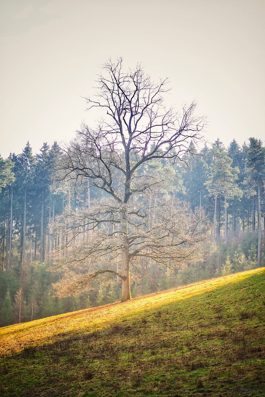 tree, sun, forest, root, plant, tranquil scene, land, sky, beauty in nature HD wallpaper