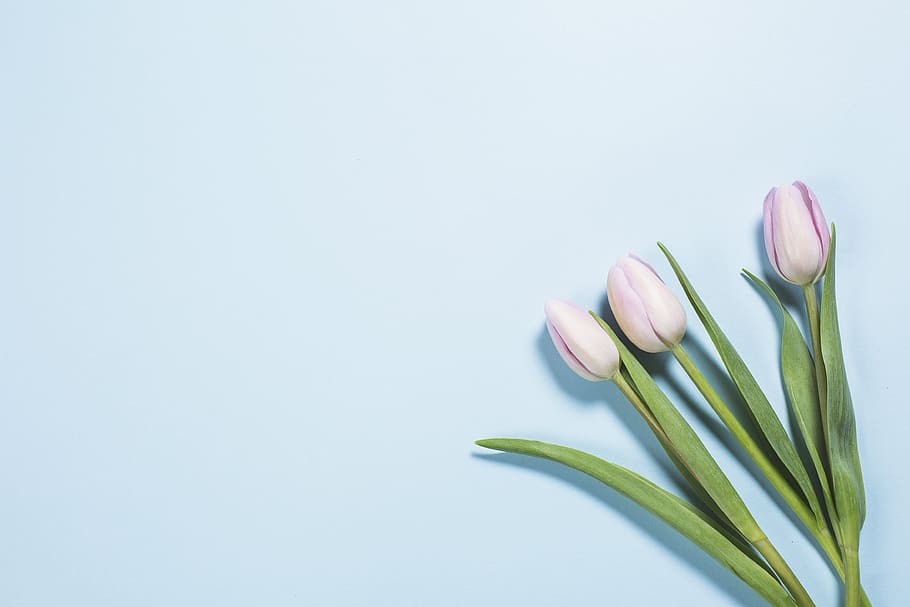 Tulips On Brights Blue Photo, Flowers, Backgrounds, Seasons, Spring HD wallpaper