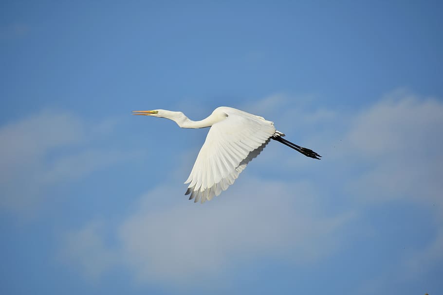 animal, sky, cloud, bird, wild birds, heron, egret, feathers HD wallpaper