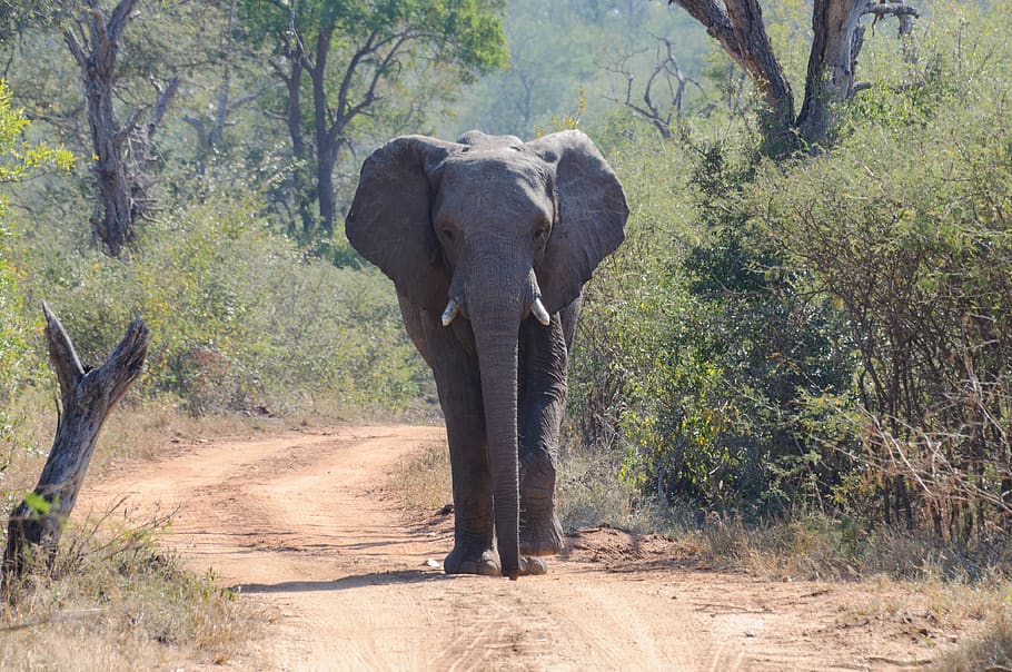 HD wallpaper: south africa, hoedspruit, kapama game reserve, animal ...