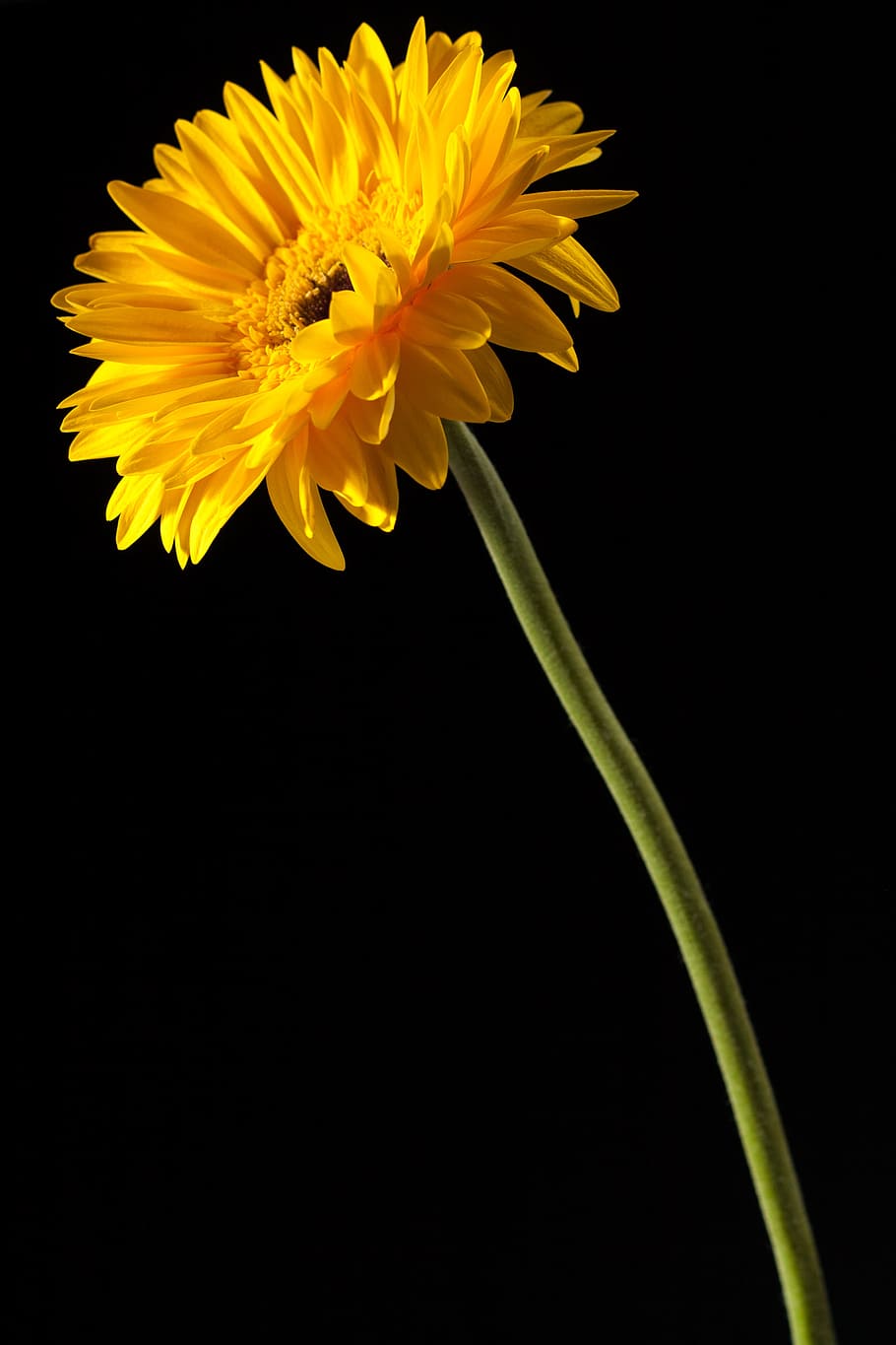 beautiful, yellow, gerbera, stem, isolated, black, closeup HD wallpaper