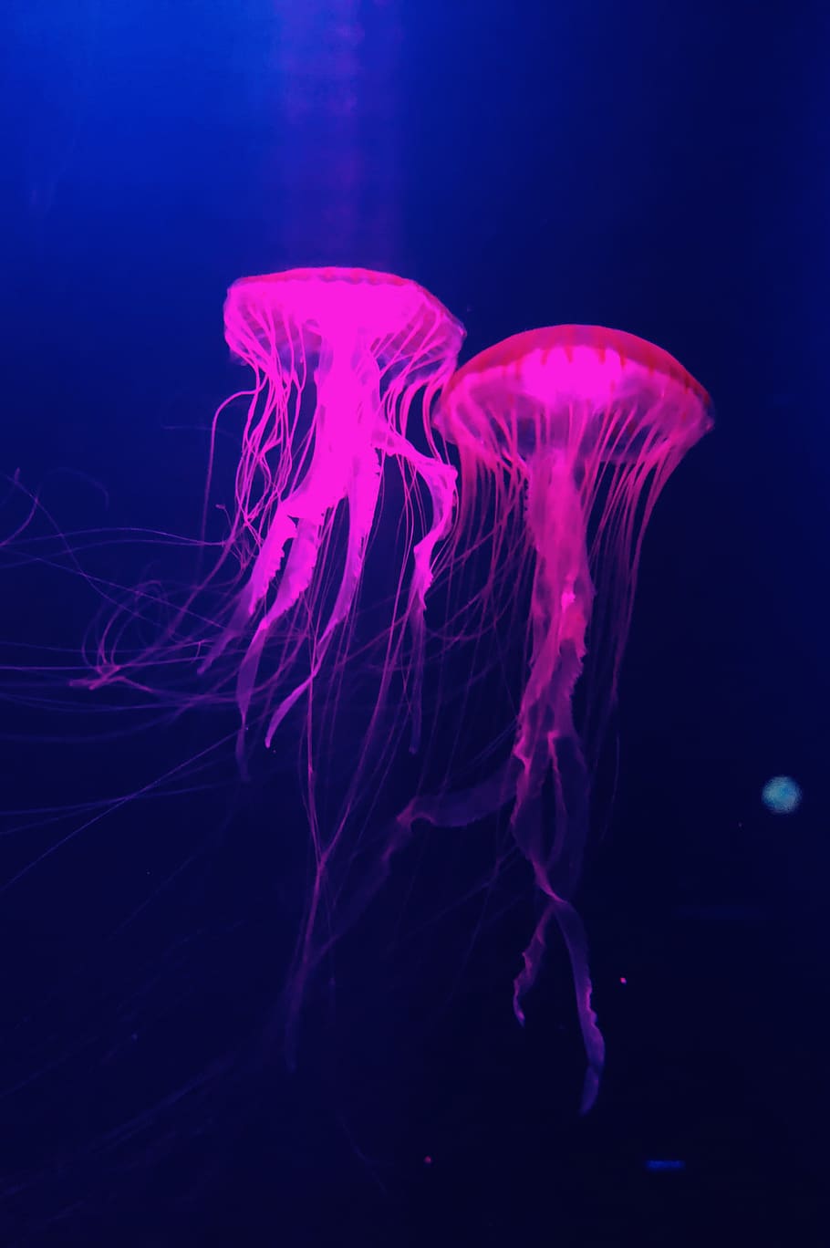 sea, underwater, animals in the wild, sea life, animal wildlife HD wallpaper