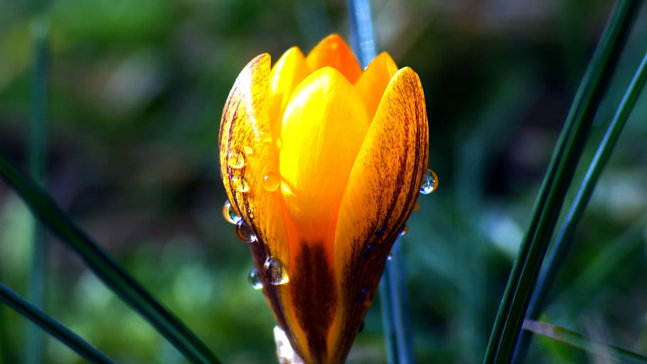 flower, edited, raindrop, close up, blossom, bloom, crocus HD wallpaper