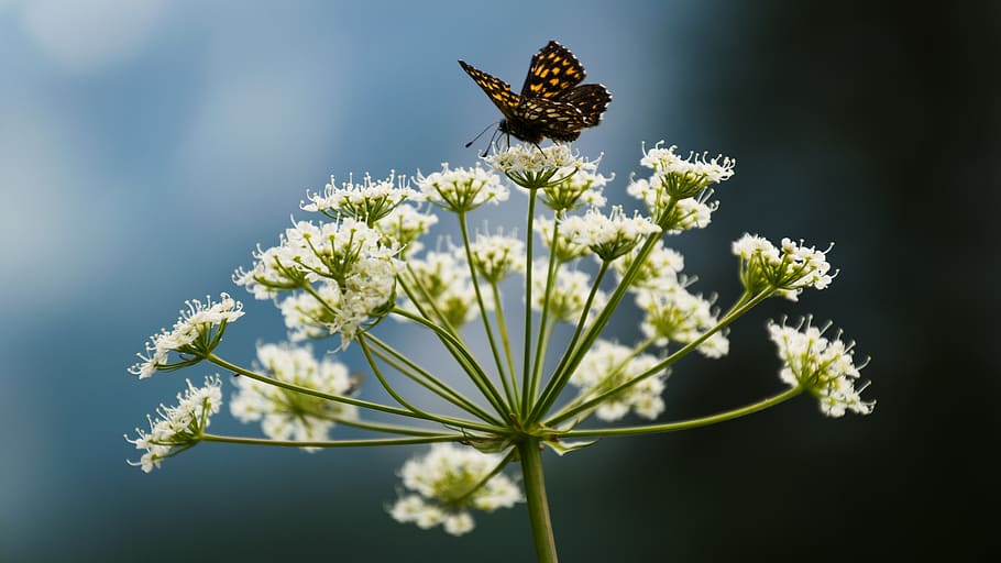 butterfly perched on flower, flowering plant, beauty in nature HD wallpaper