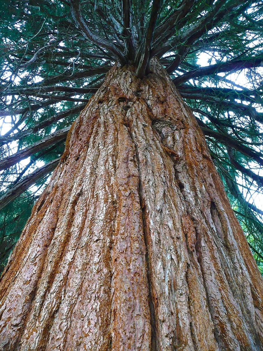 canada, tofino, bc, tree, tree trunk, plant, low angle view HD wallpaper