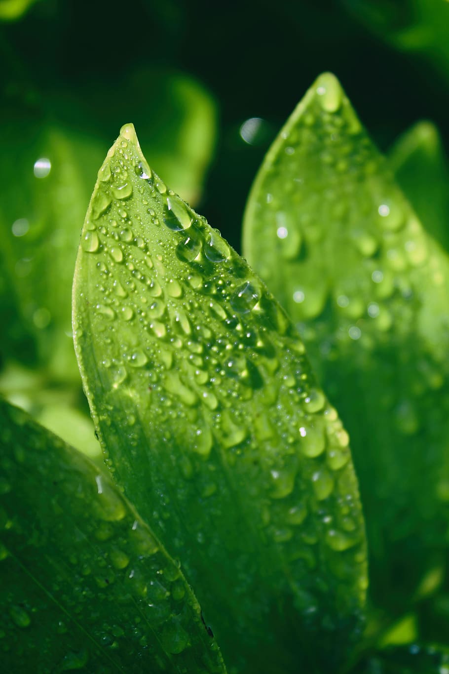 united states, bristol, wet, rain, dew, focus, forest, leaf, HD wallpaper