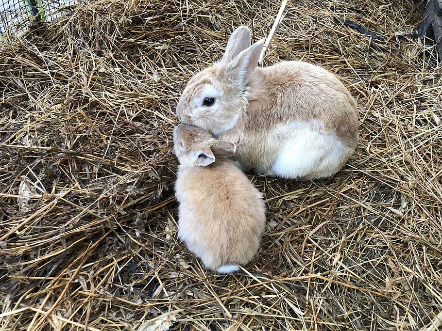 two brown rabbits, animal, bunny, mammal, rodent, hare, hay, fowl