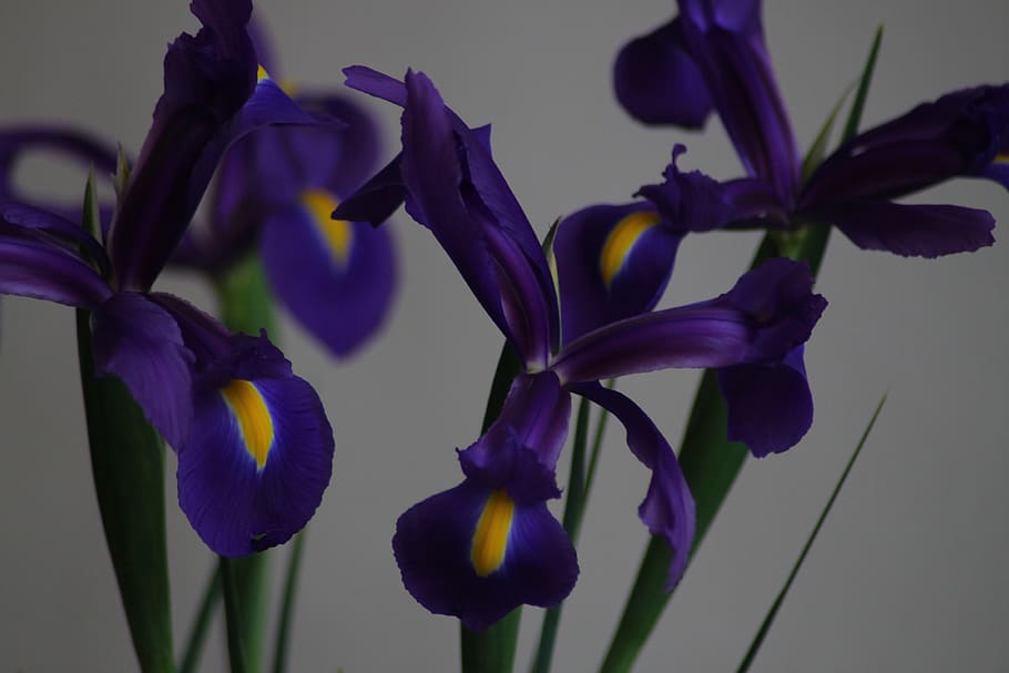 flower, iris, blue, moody, flowers, bouquet, flowering plant HD wallpaper