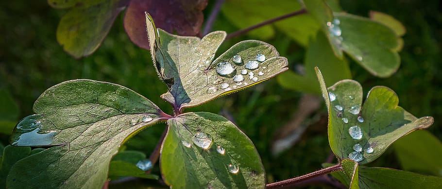 beaded, leaf, close up, wet, nature, drip, plant, dewdrop, garden HD wallpaper