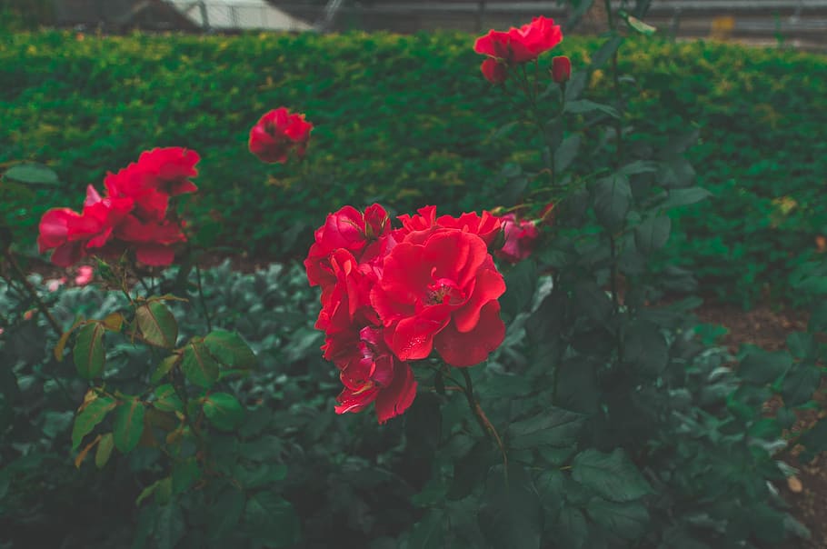 flowers, roses, red, love, green, summer, thrive, flourish, HD wallpaper