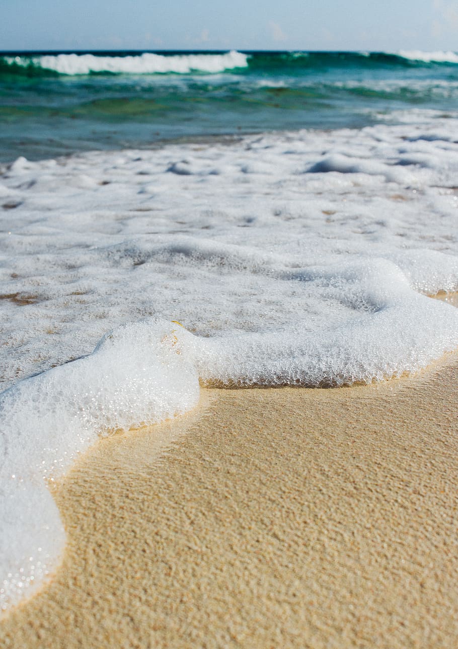 water bubbles, animal, sea life, rug, invertebrate, seashell HD wallpaper
