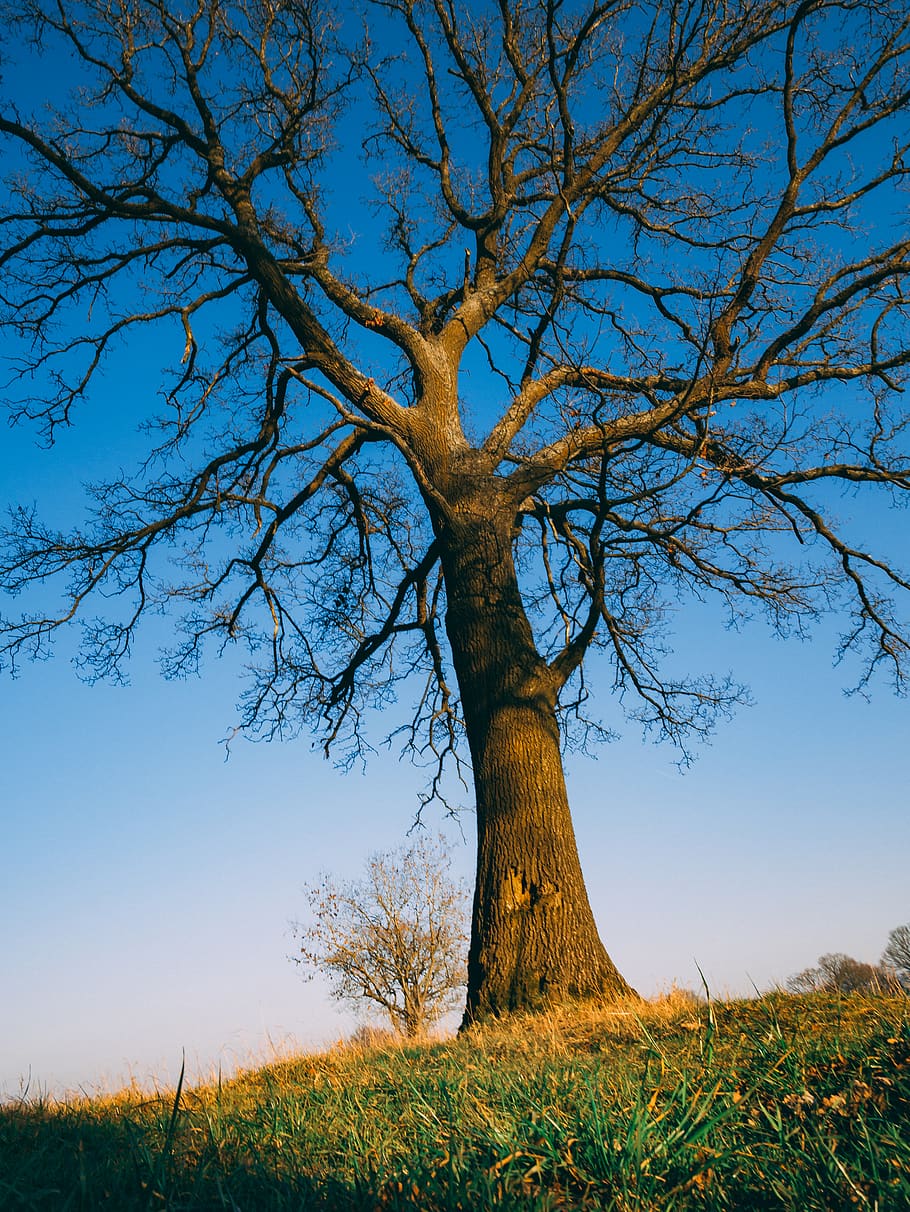 tree, plant, tree trunk, nature, scenery, landscape, sky, sunset HD wallpaper